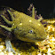 Axolotl