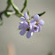 Sea rocket