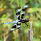 Twelve-spotted Skimmer dragonfly (male)