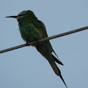 Green bee-eater