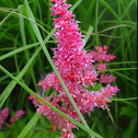 False Spirea