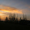Casuarina