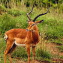 Impala