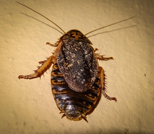 Lobster Cockroach Project Noah