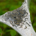 Eastern Tent Caterpillar