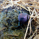 Dung Beetle
