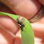 Twobanded Japanese Weevil