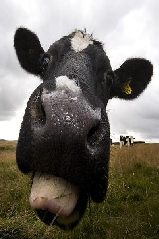 Betsy The Talkin' Cow