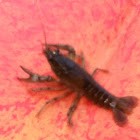 Crawfish