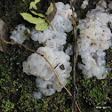 uncertain growth