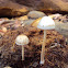 mushroom