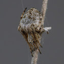 Orbweaver spider