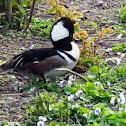 Hood Merganser