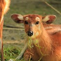 Sitatunga