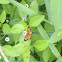 Pearl Crescent