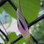 Morning Glory