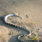 colubrine sea krait