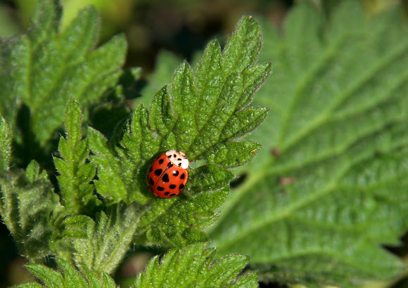 Spotting Image 1