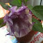 Purple People Eater Trumpet
