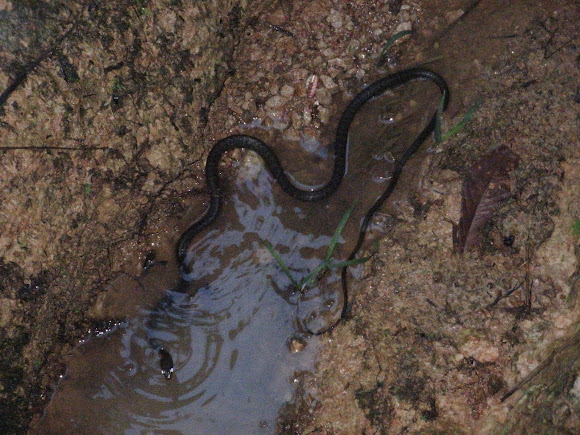 Spotting Image 1