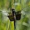 Widow Skimmer