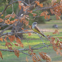 Western King Bird
