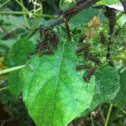Tawny coster larvae