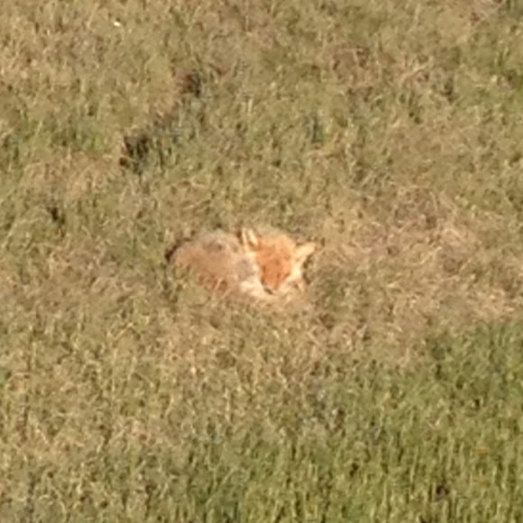 Spotting Image 1