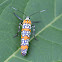 Ailanthus Webworm