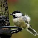 Carolina chickadee
