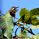 Ashy Prinia