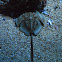 Horseshoe crab