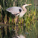Great Blue Heron