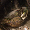 Mud Crab