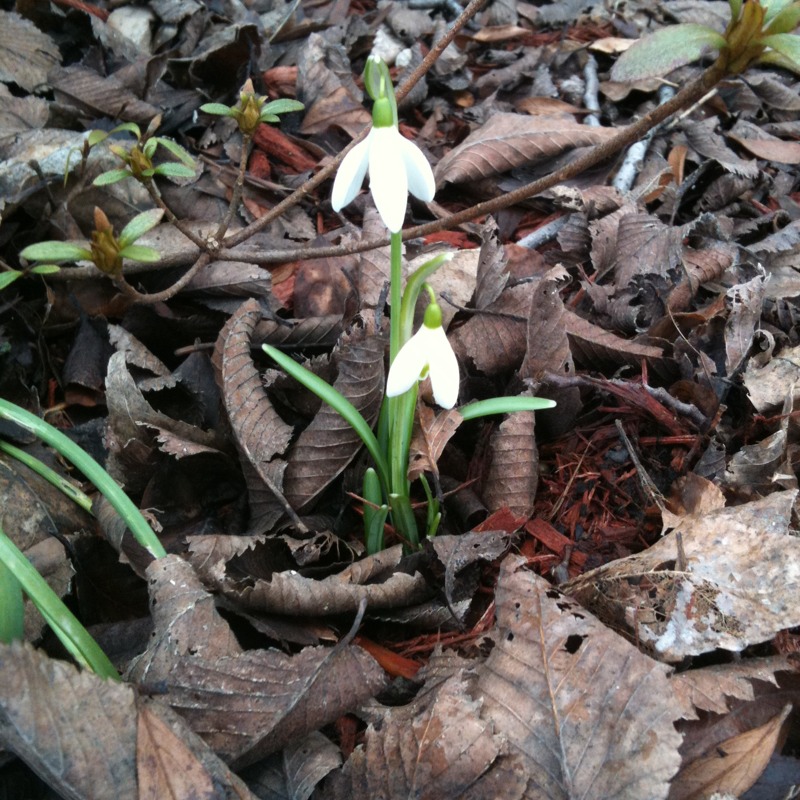 Snowdrops