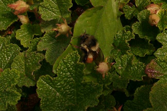 Bumble Bee