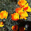 California Poppy or Golden Poppy