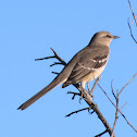 Mockingbird