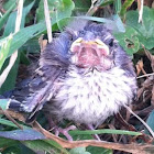 Chipping Sparrow