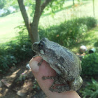 Grey tree frog