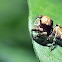 Jumping Spider
