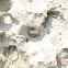 Chiton