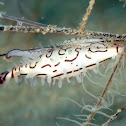 Phenacovolva rehderi