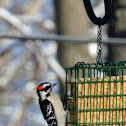 Downy woodpecker