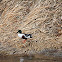 Northern Shoveler