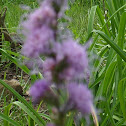 Meadow Blazingstar