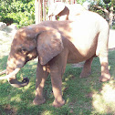 African Elephant