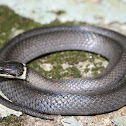 Southern Ringneck Snake