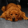 Golden Retriever Love