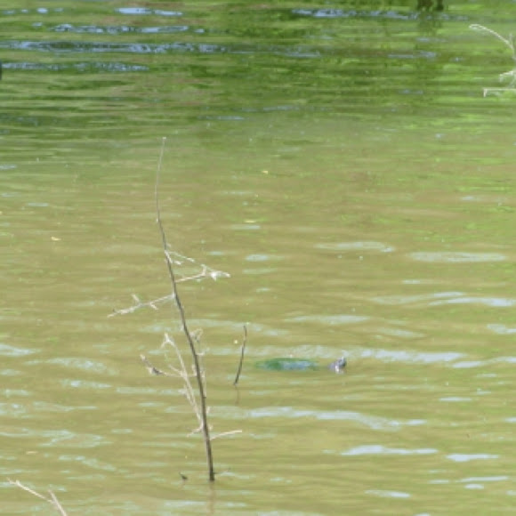 Spotting Image 1